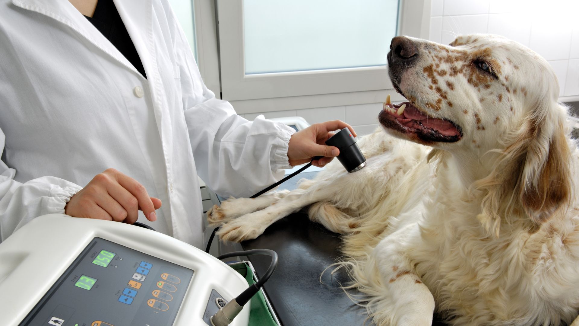 Pet Laser Therapy In Colorado Springs CO Cook Vet Hospital